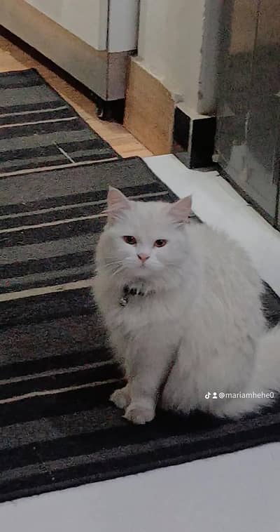 persian cat
