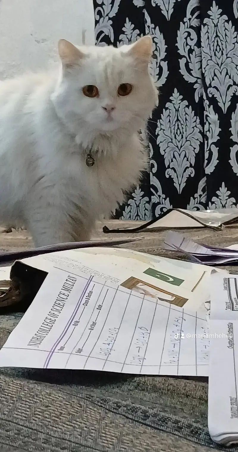 persian cat — photo 2