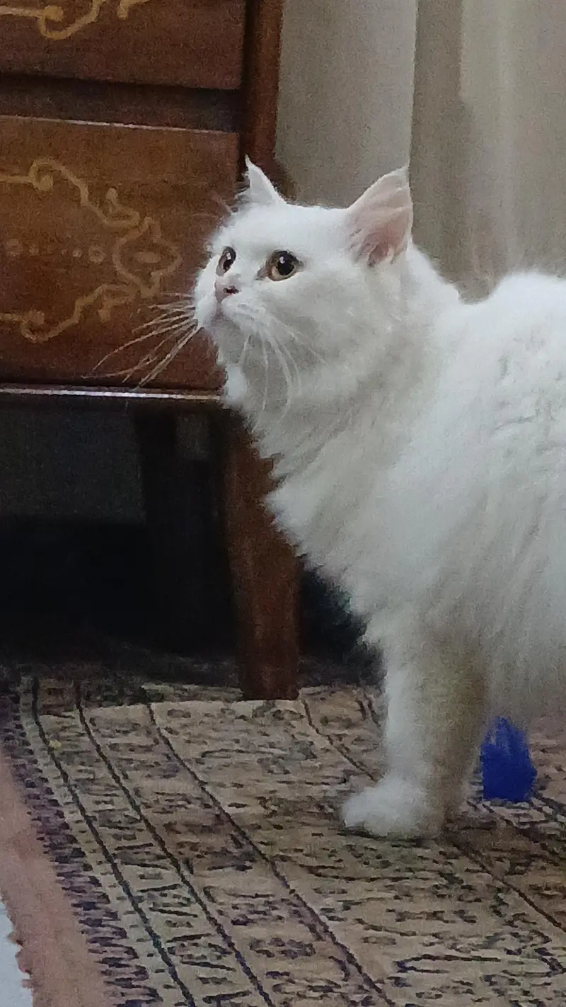 persian cat — photo 3