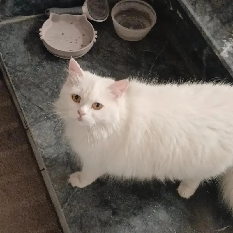 persian cat — photo 4