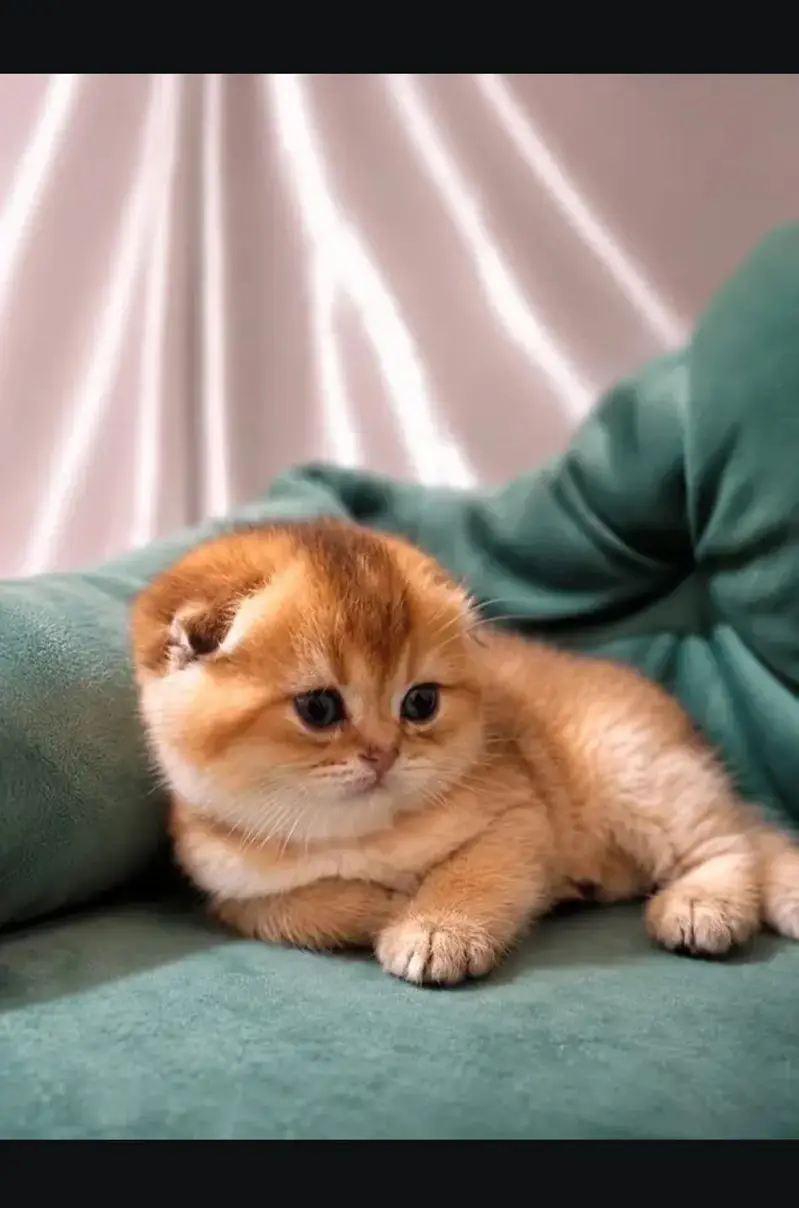 Scottish fold kittin for sell. 0313 4935014 — photo 2