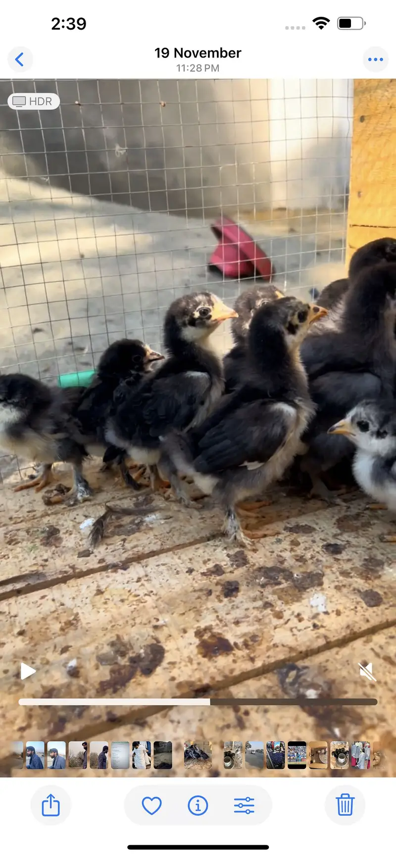 White&Black bantam check for Sale — photo 2