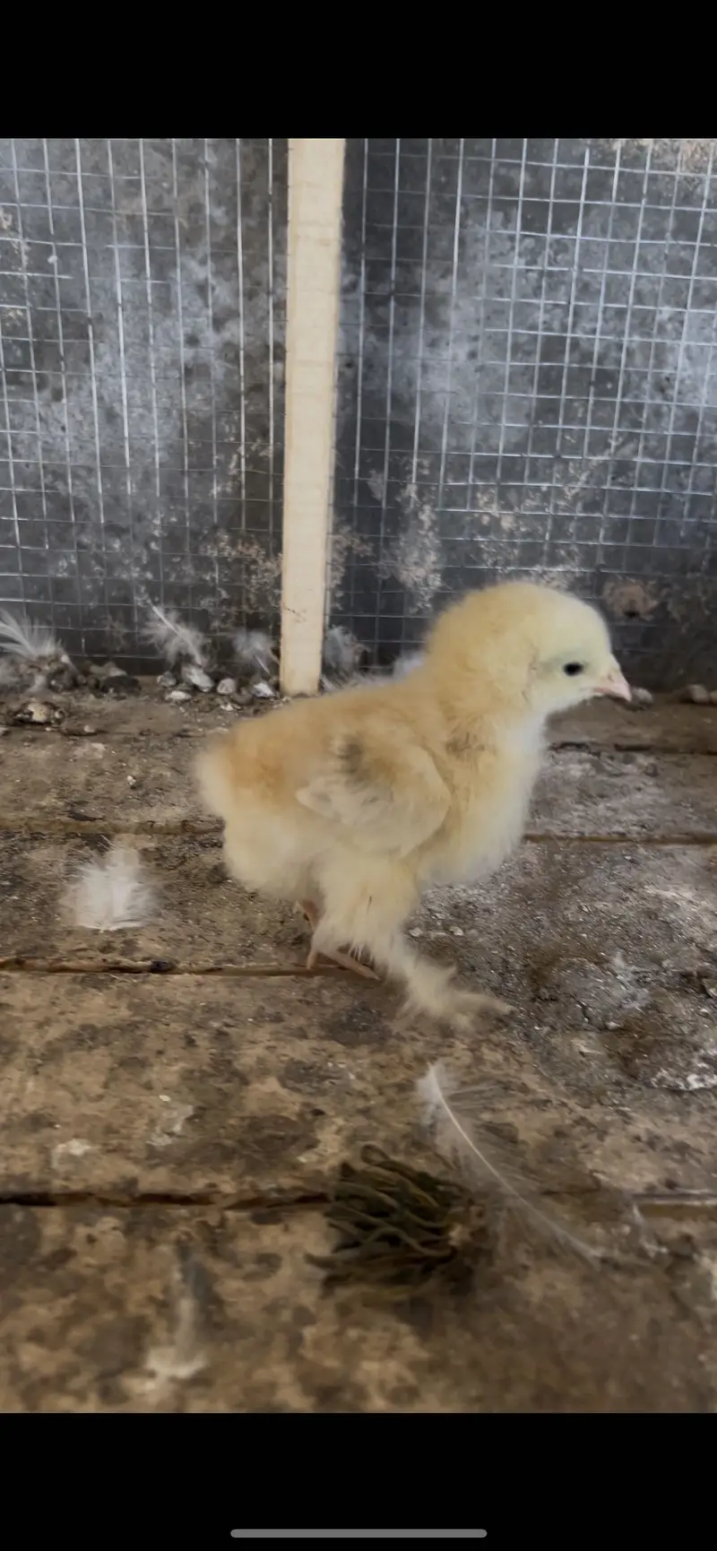 White&Black bantam check for Sale — photo 4