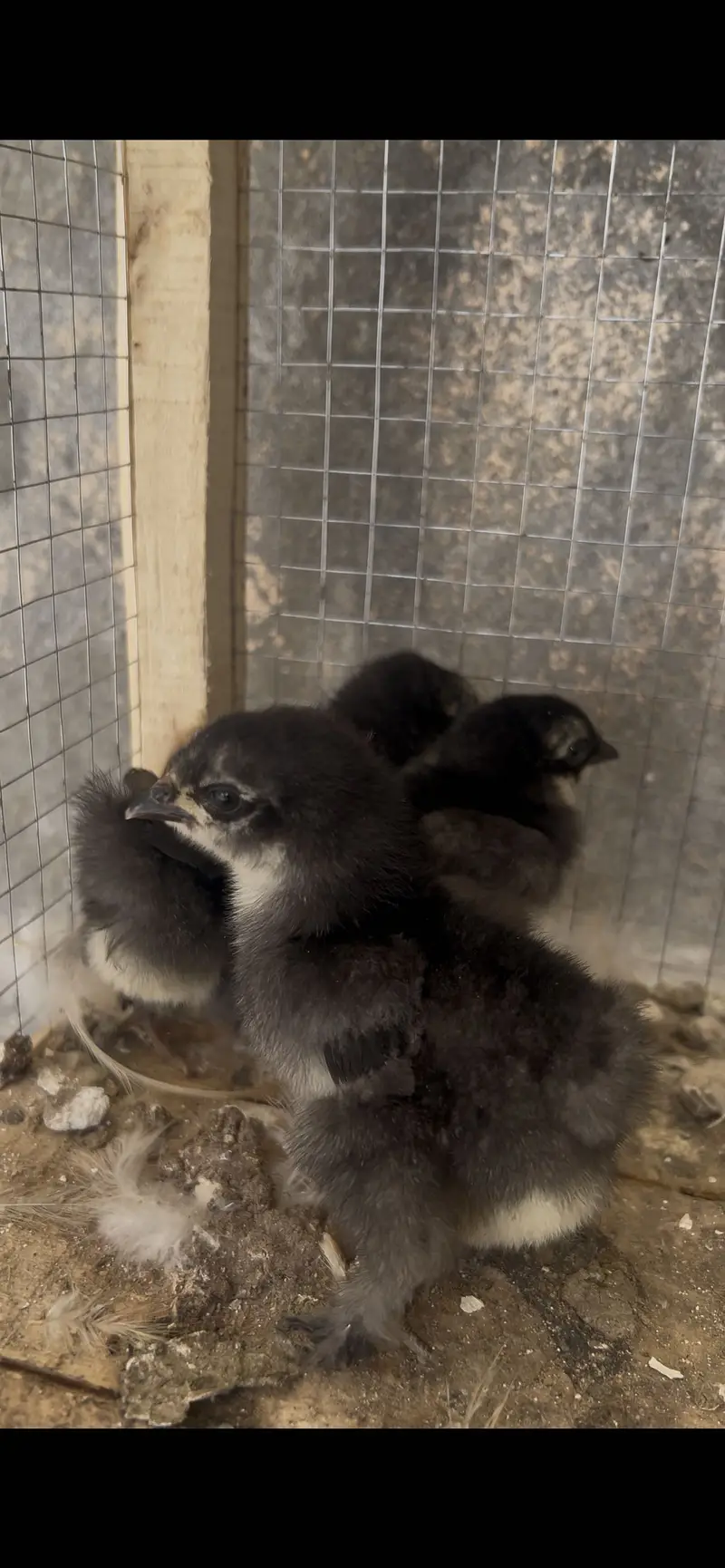 White&Black bantam check for Sale — photo 5