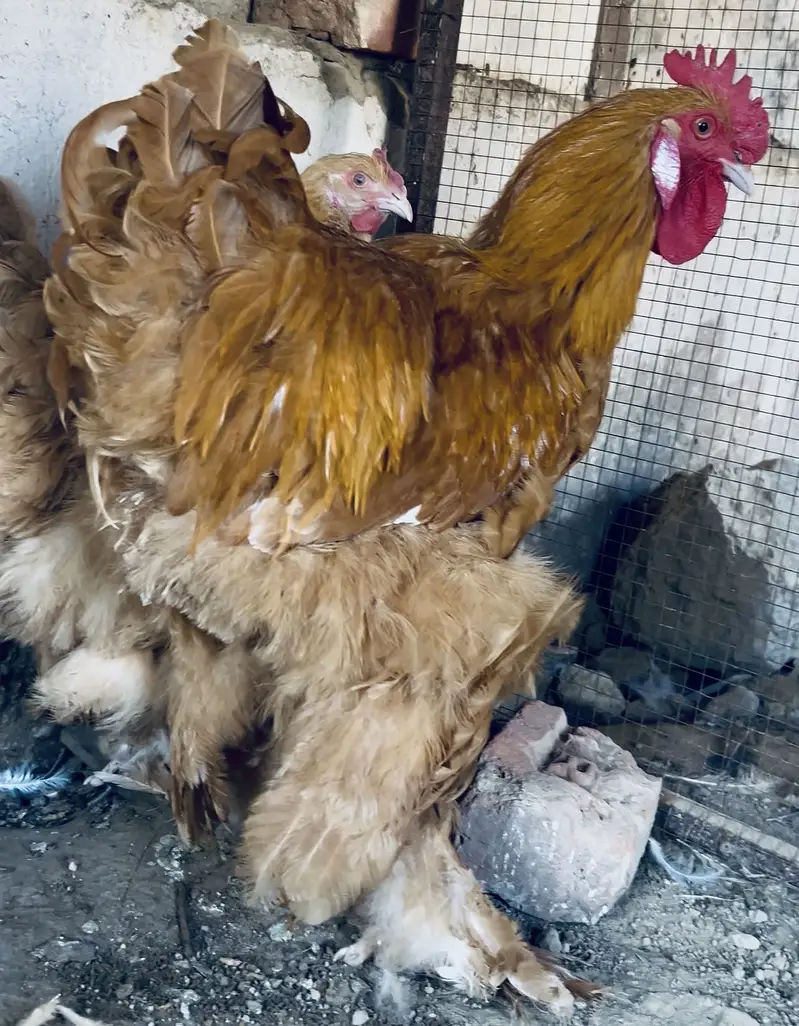 White&Black bantam check for Sale — photo 6