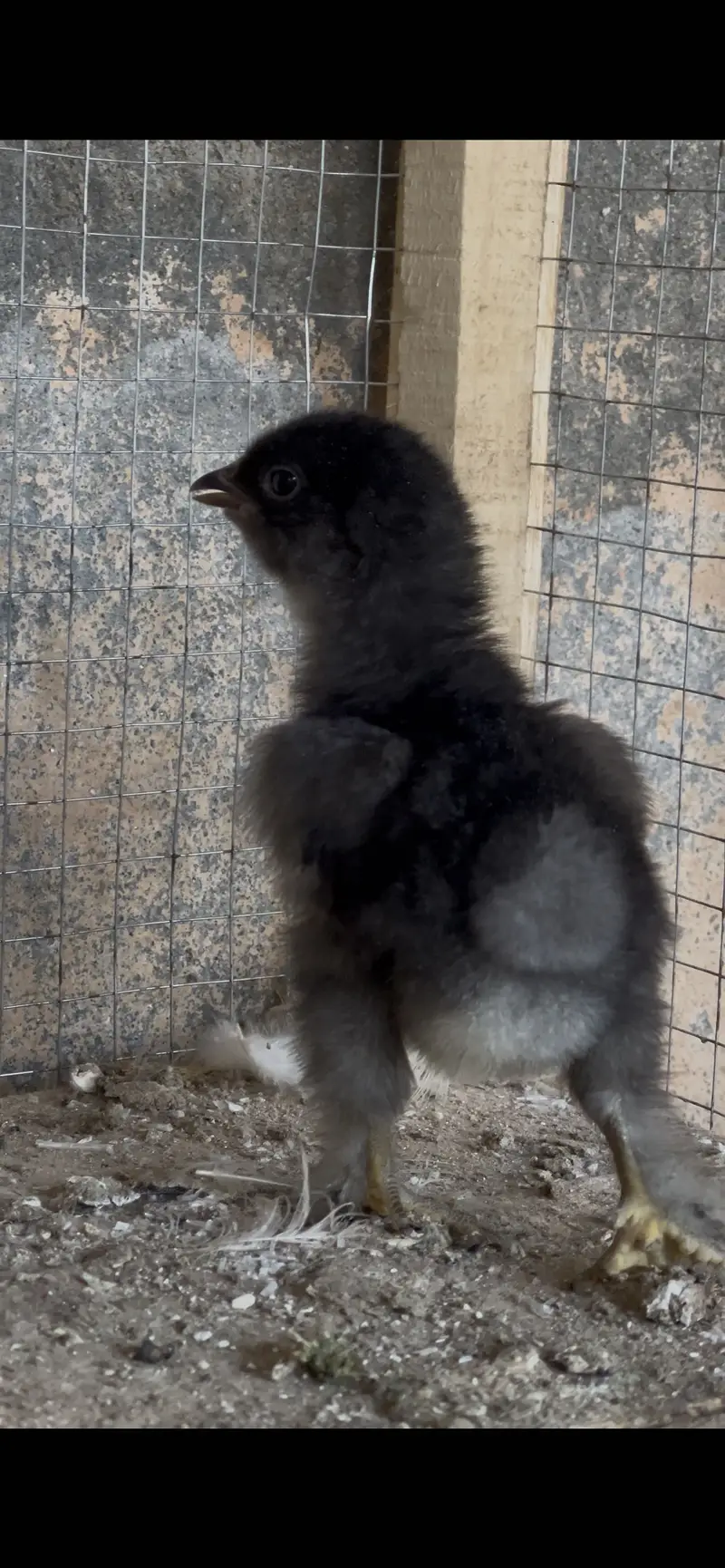 White&Black bantam check for Sale — photo 7