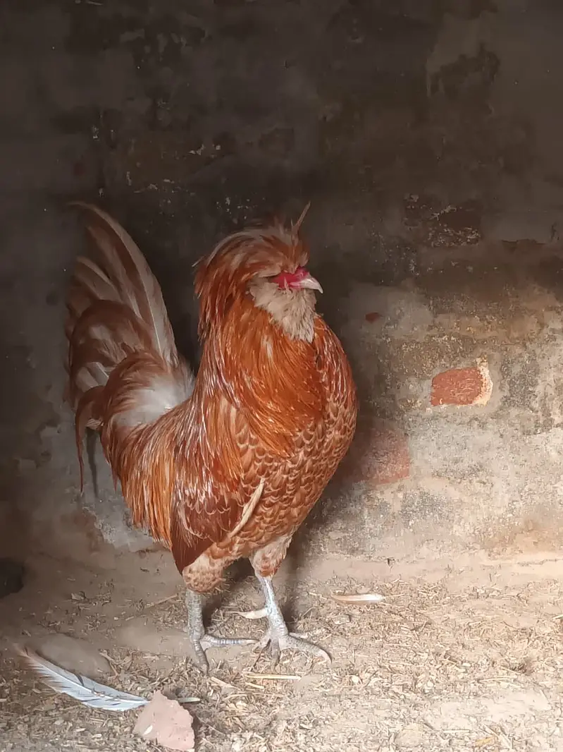 White&Black bantam check for Sale — photo 8
