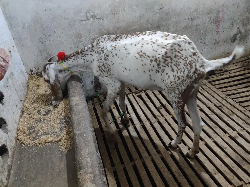 Pure Madrasa ki Makhi Chenni || 03075039815 — photo 2