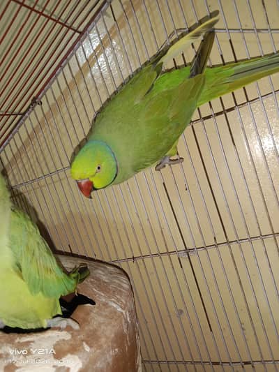 green parrots