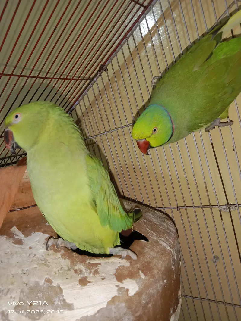 green parrots — photo 2