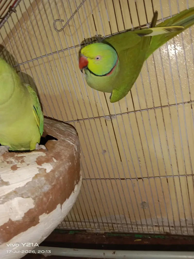 green parrots — photo 3