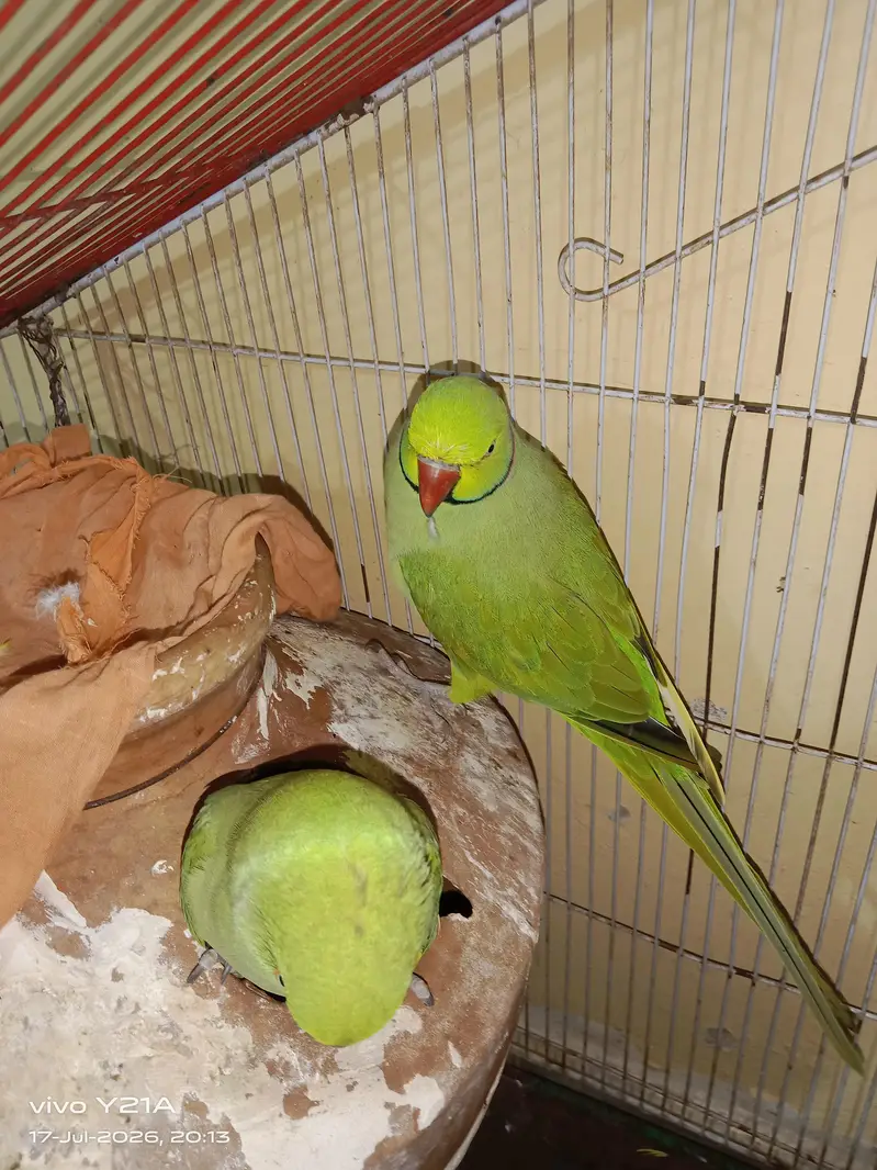 green parrots — photo 4