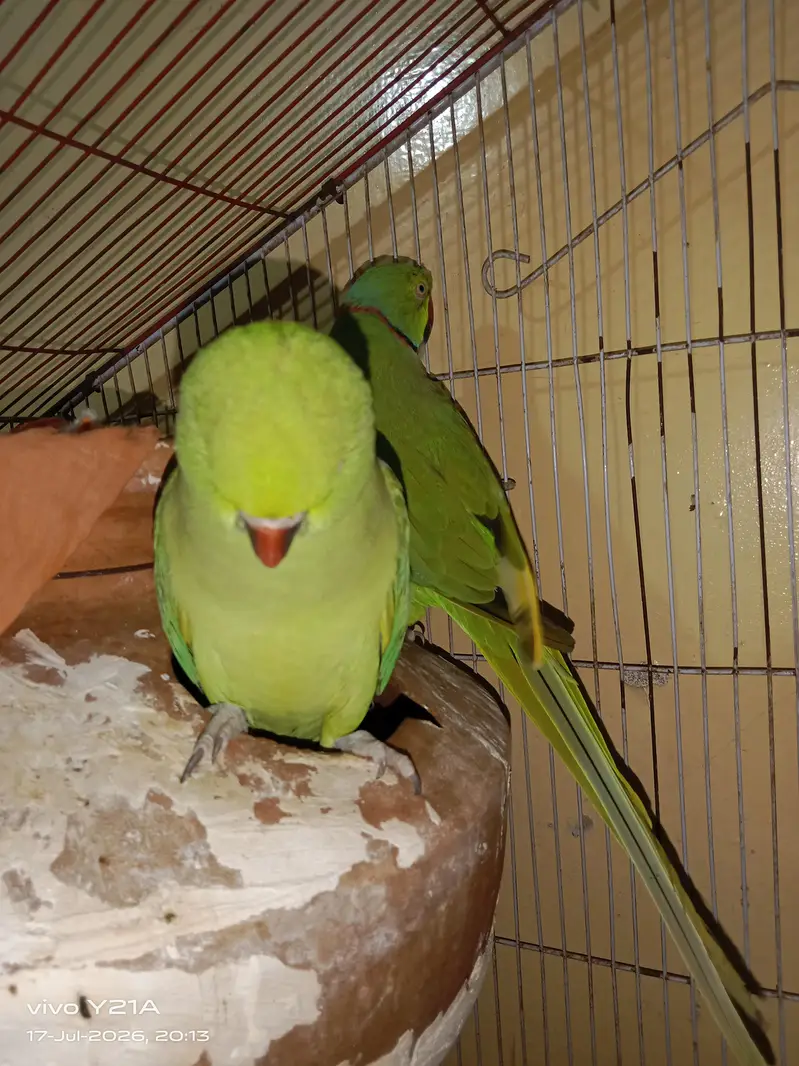 green parrots — photo 5