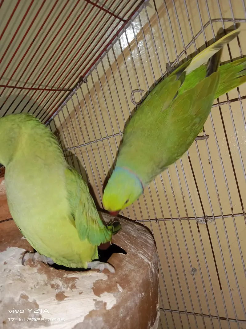 green parrots — photo 6
