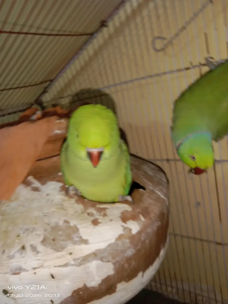 green parrots — photo 7