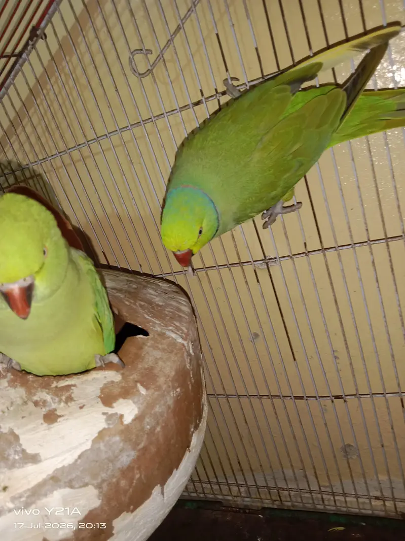 green parrots — photo 8