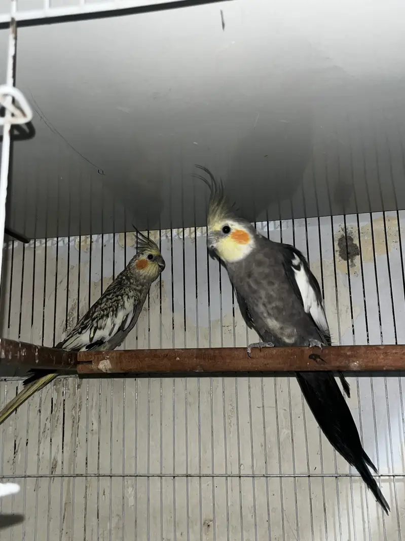 Cockatiel pair with one chick — photo 2