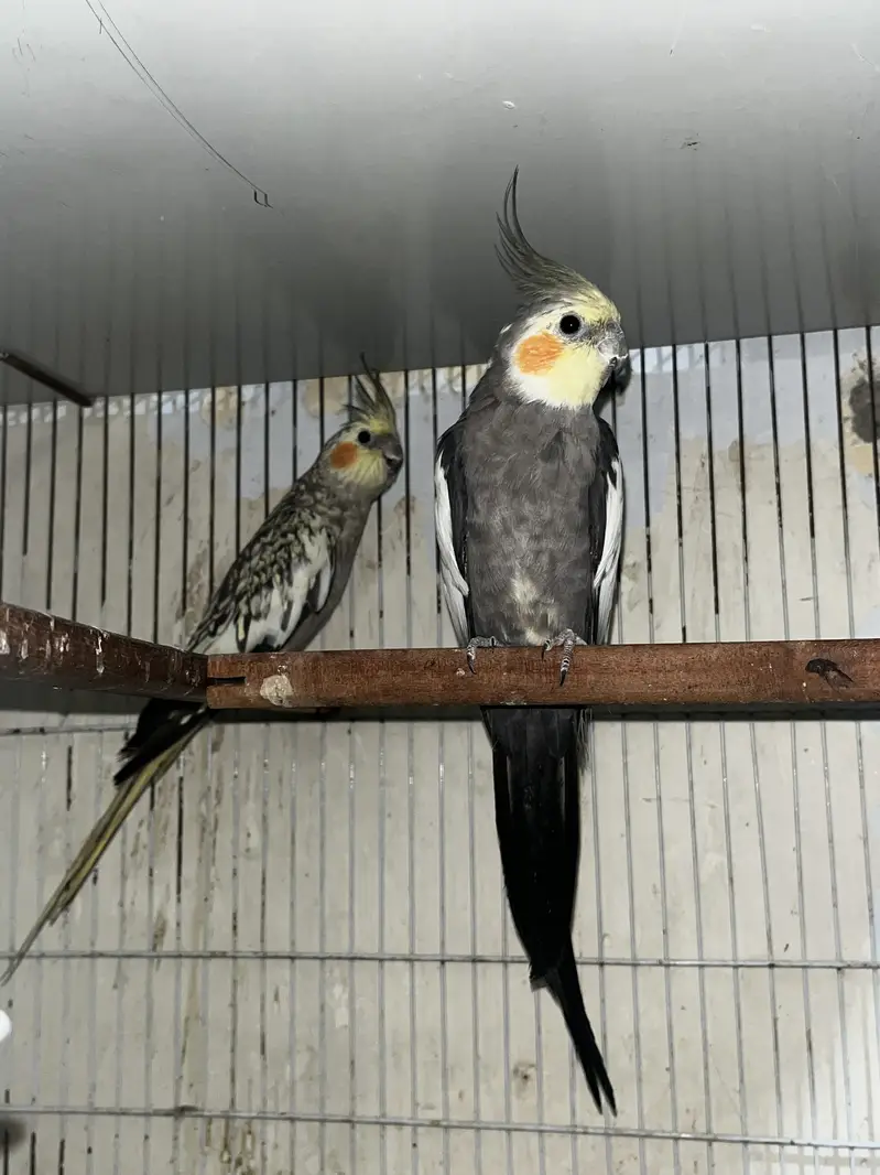 Cockatiel pair with one chick — photo 4