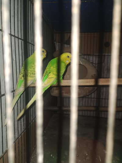 budgie pair