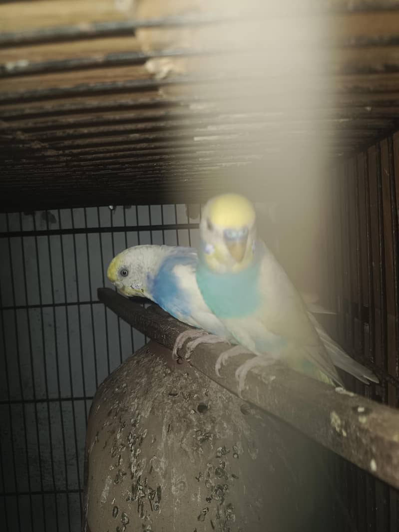 budgie pair 1