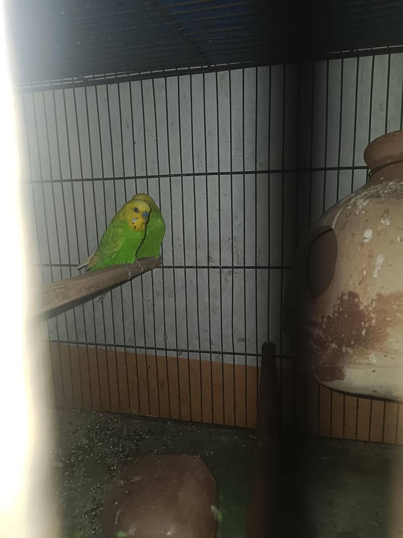 budgie pair 2