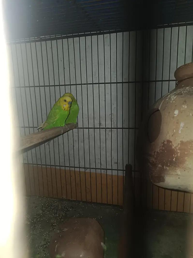budgie pair — photo 3
