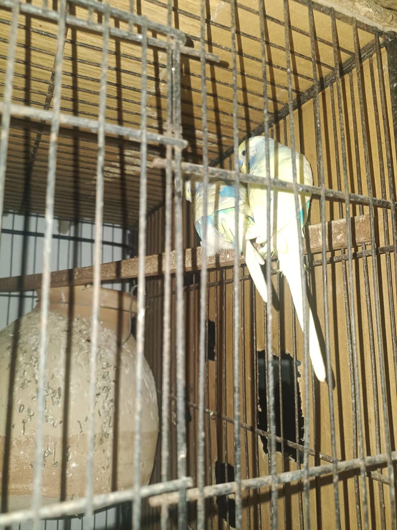 budgie pair 3