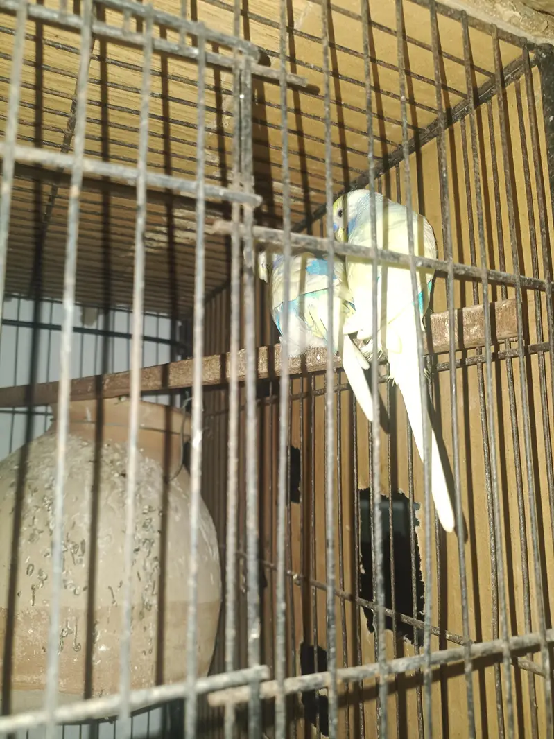 budgie pair — photo 4