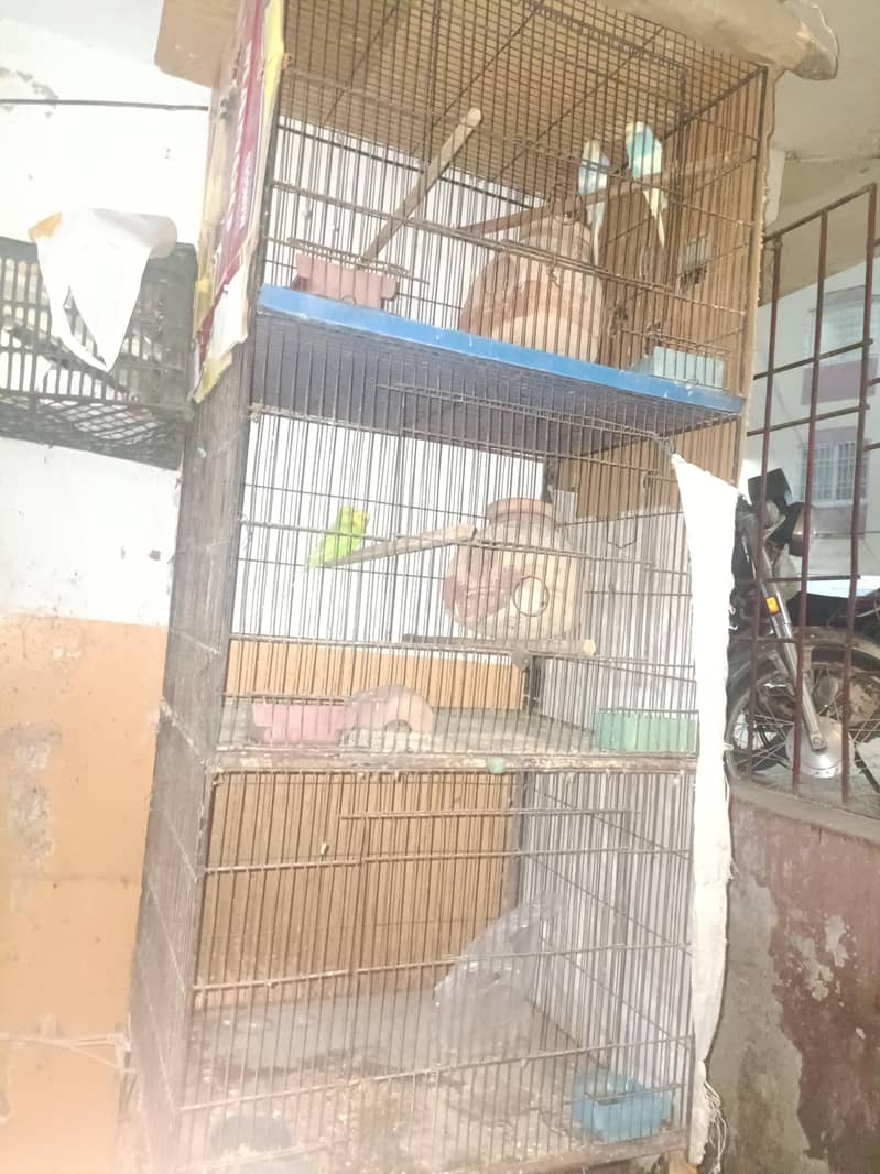 budgie pair 5