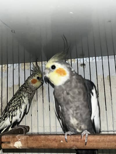 Cockatiel pair with one chick