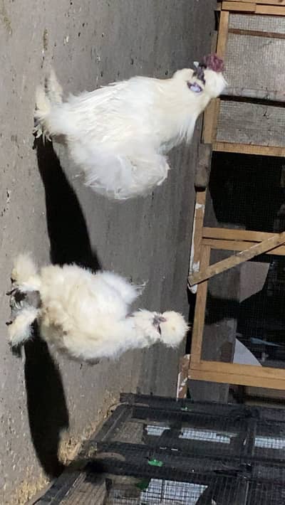 White silke breeder pair