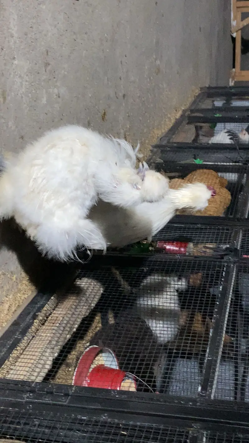 White silke breeder pair — photo 2