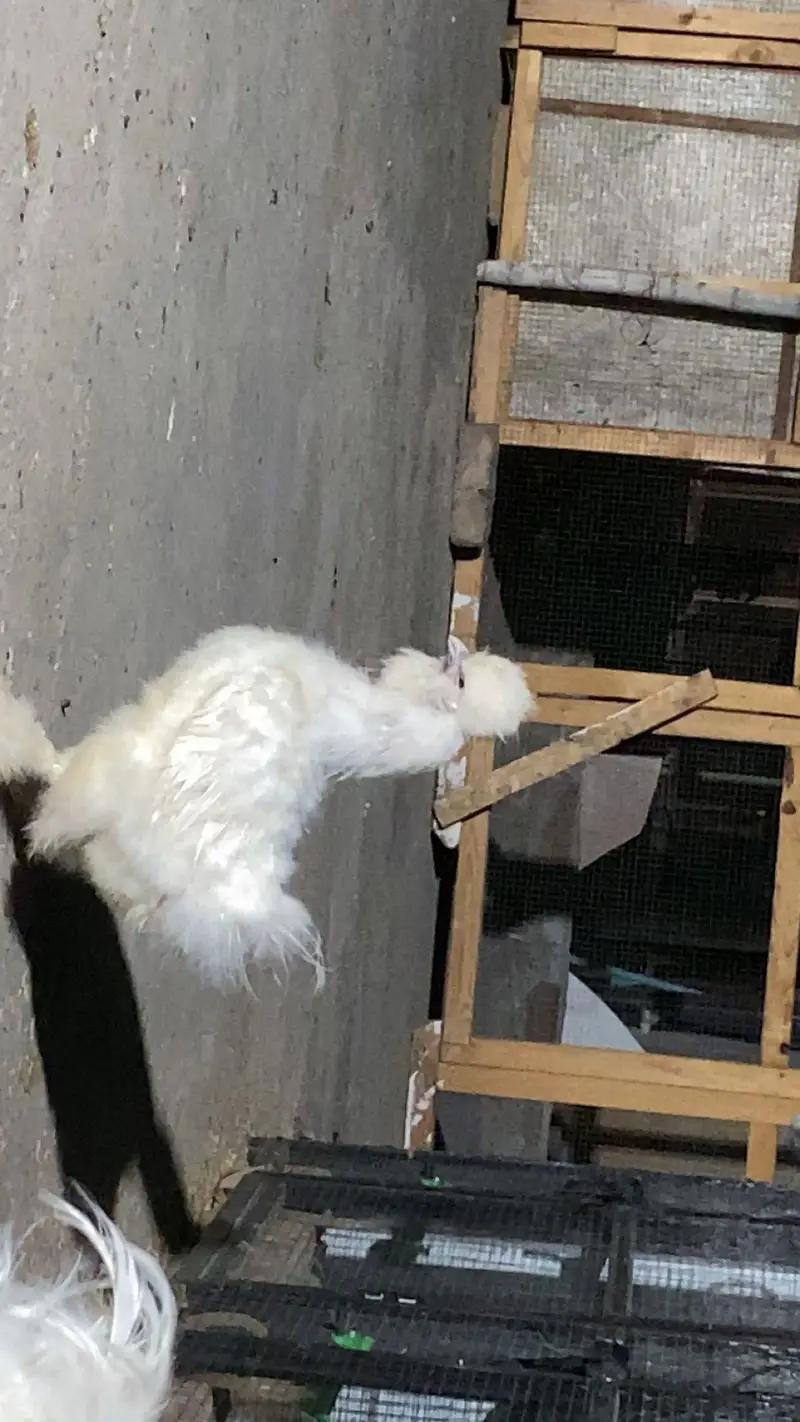 White silke breeder pair — photo 3