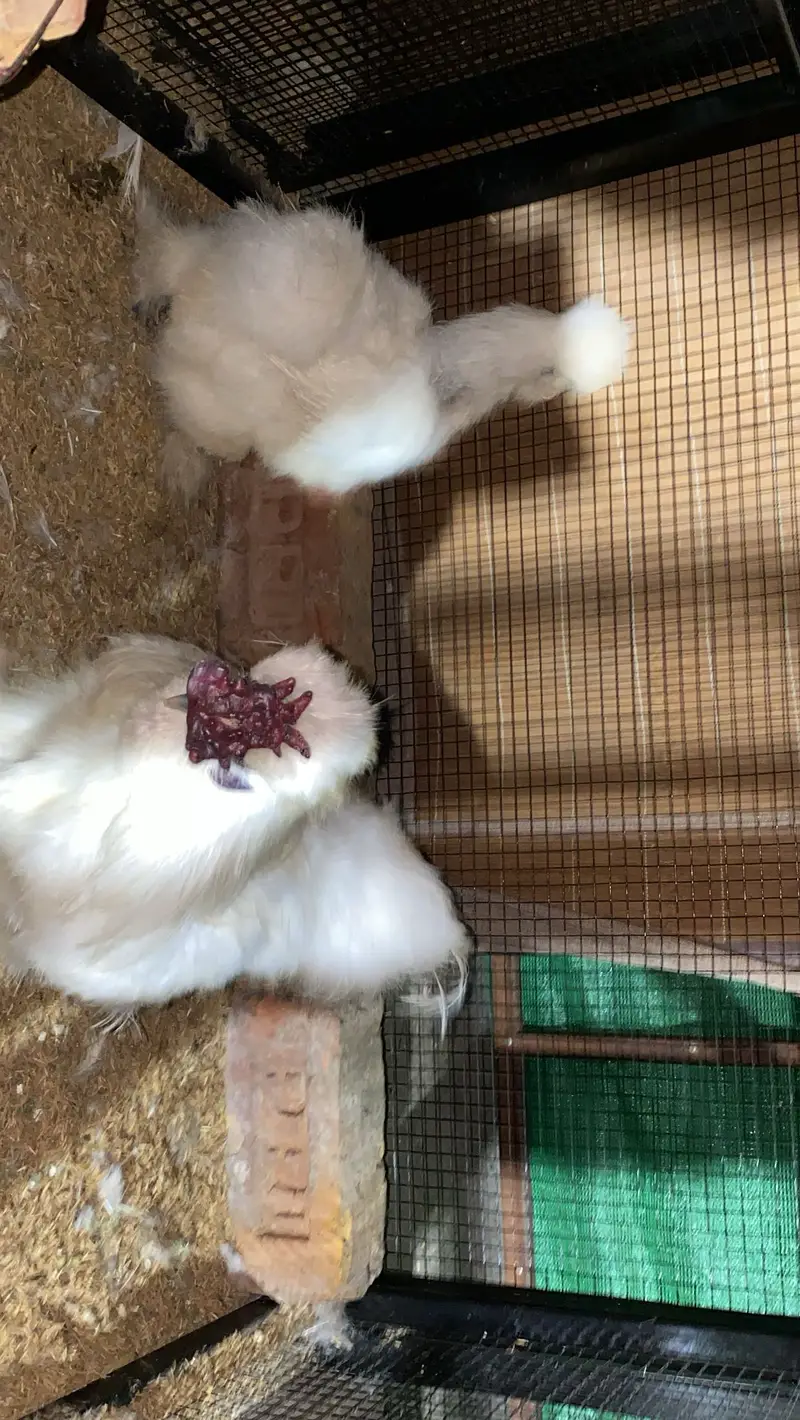 White silke breeder pair — photo 4
