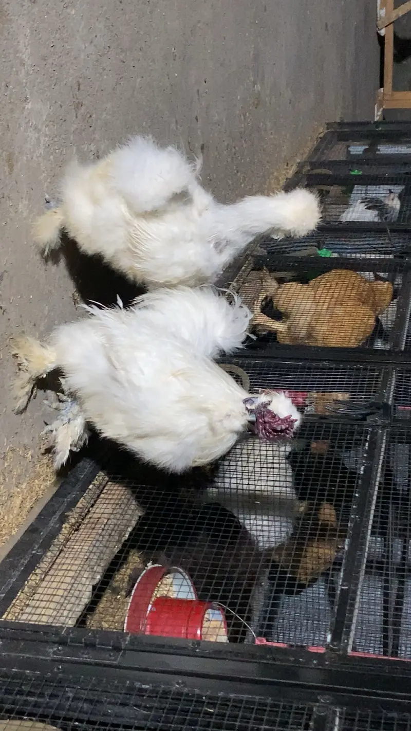 White silke breeder pair — photo 5