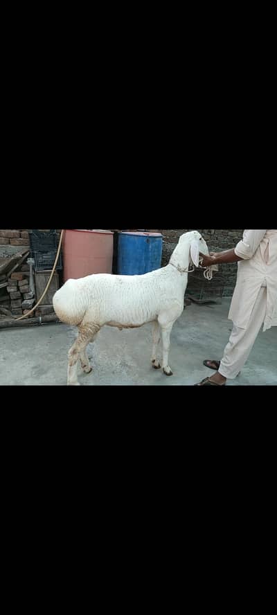 Dumba (final price)