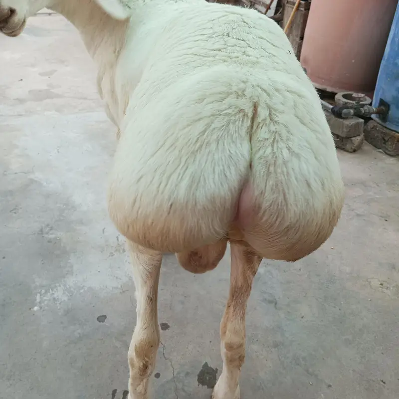 Dumba (final price) — photo 4