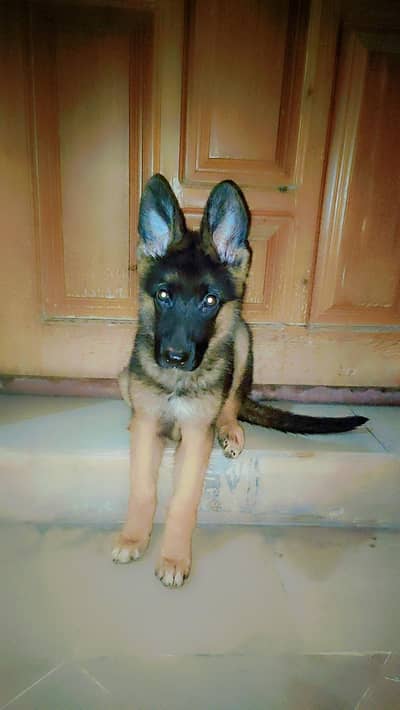 German Shephered Puppy