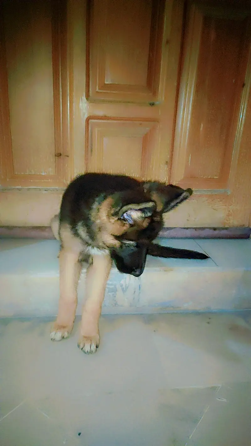 German Shephered Puppy — photo 2