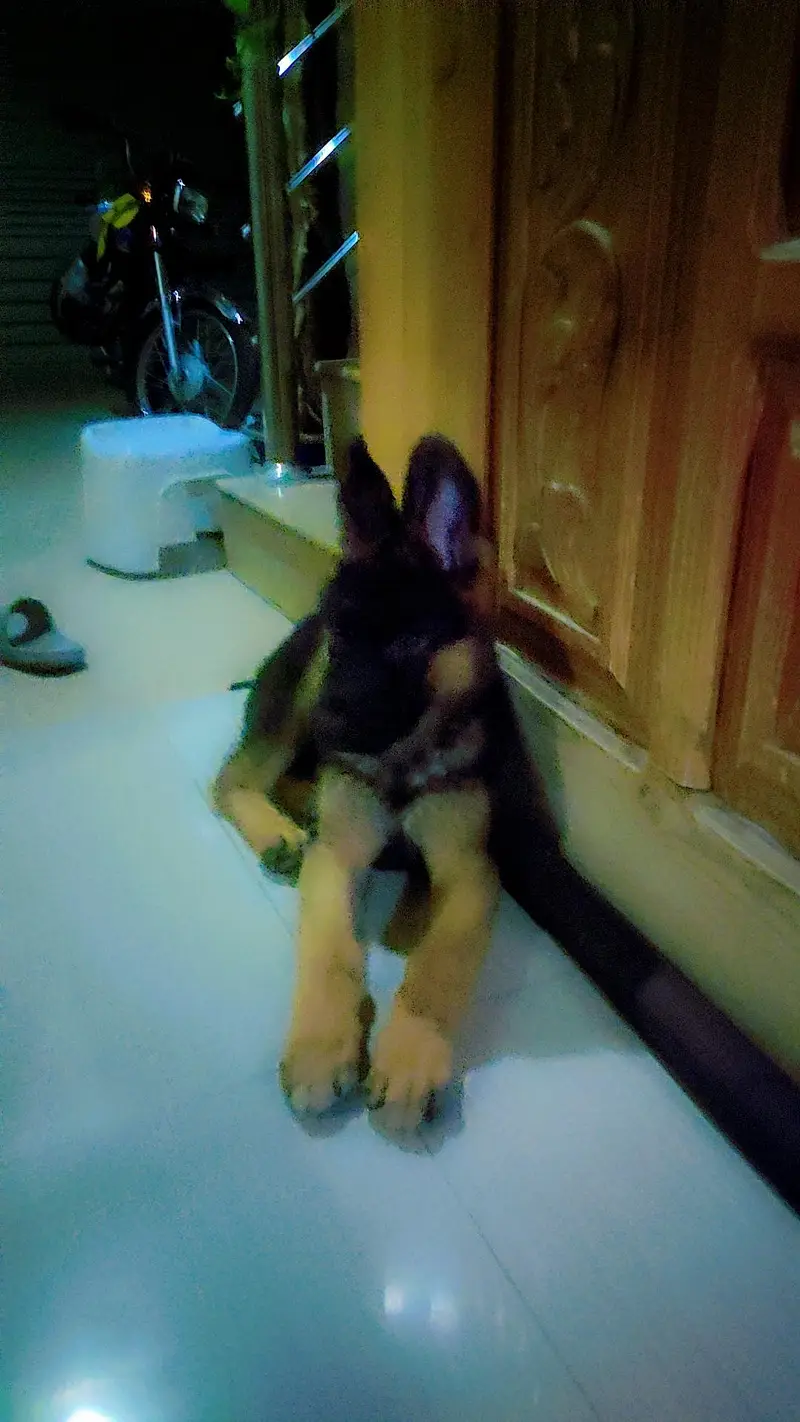 German Shephered Puppy — photo 3