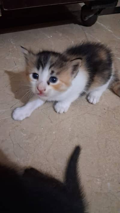 Kittens for Sell
