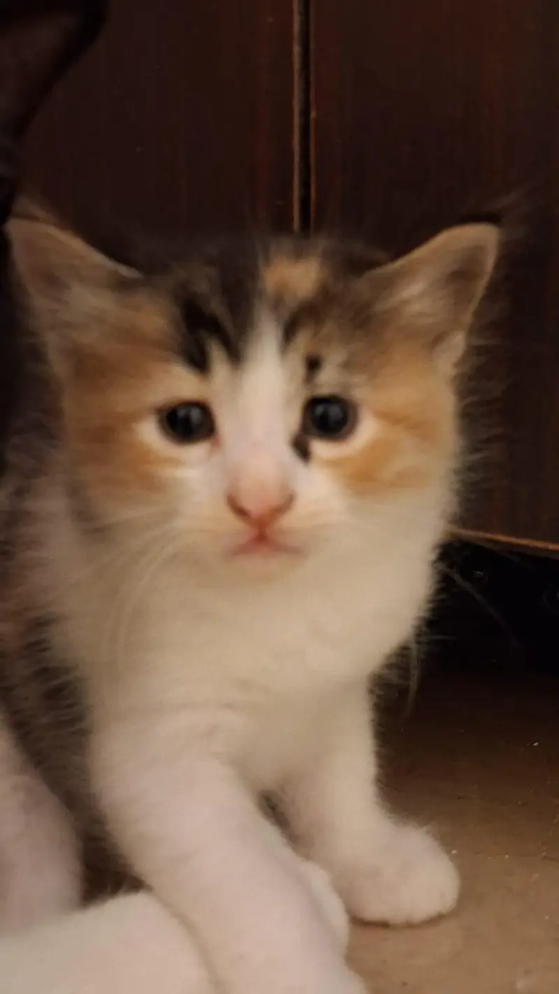 Kittens for Sell — photo 3