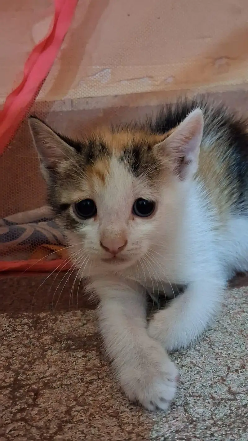 Kittens for Sell — photo 4