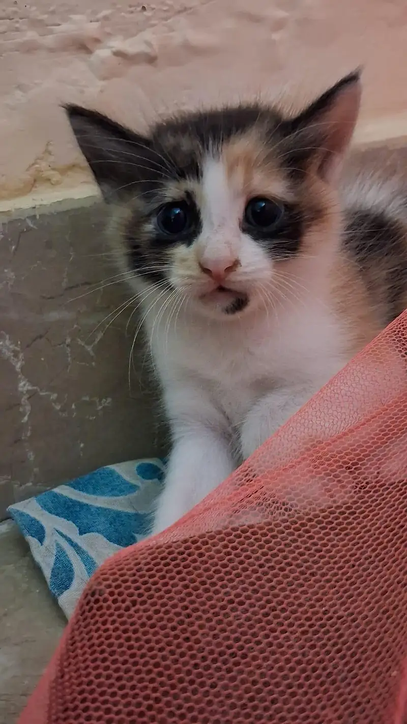 Kittens for Sell — photo 5