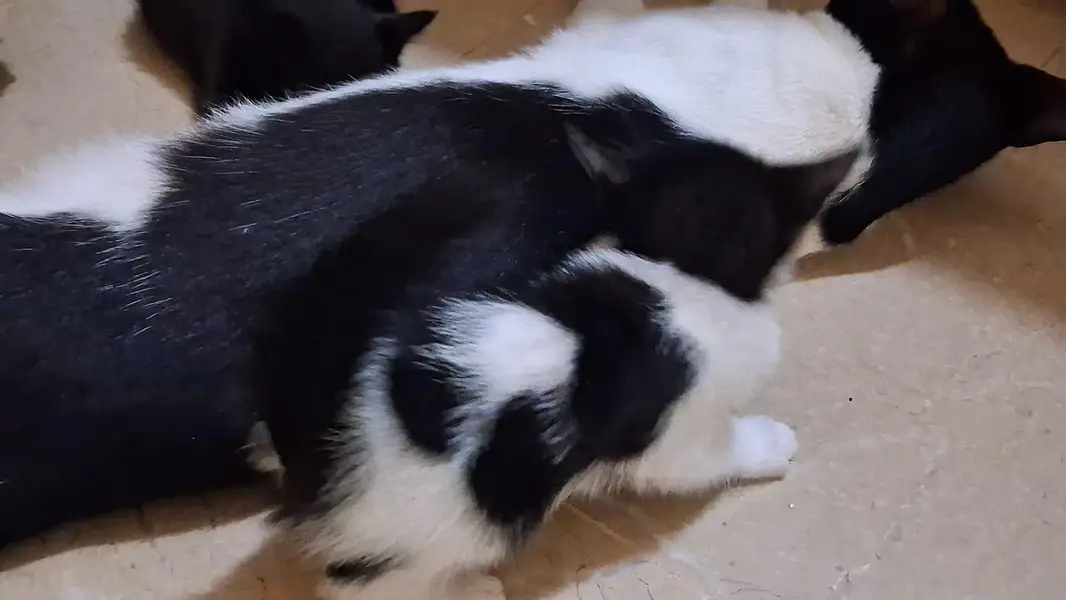 Kittens for Sell — photo 6