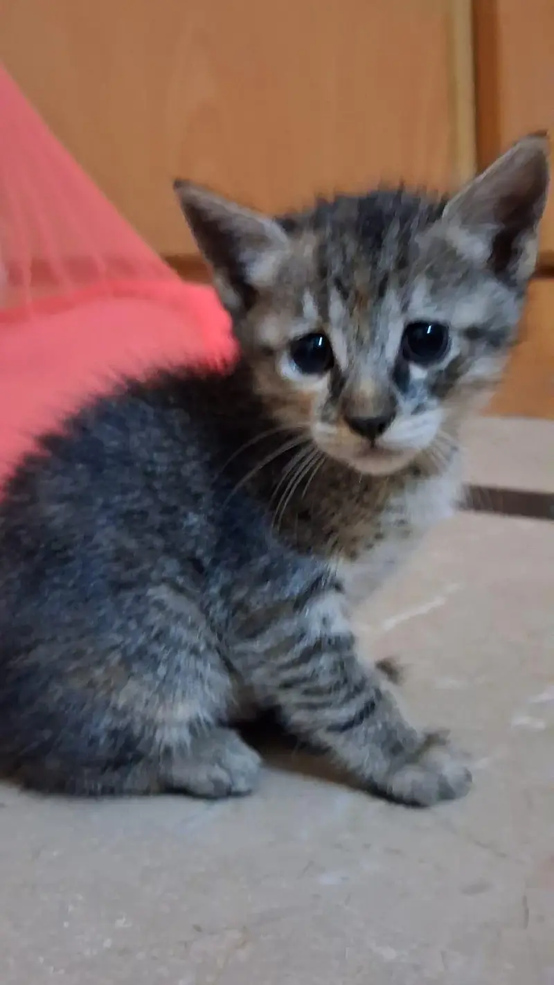 Kittens for Sell — photo 8