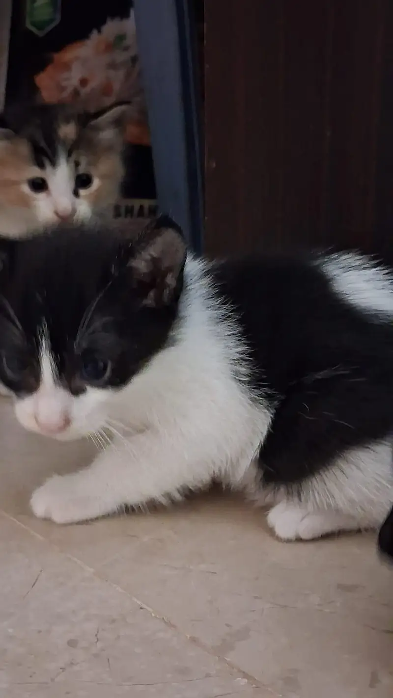 Kittens for Sell — photo 9