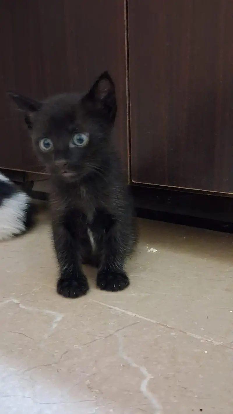 Kittens for Sell — photo 10