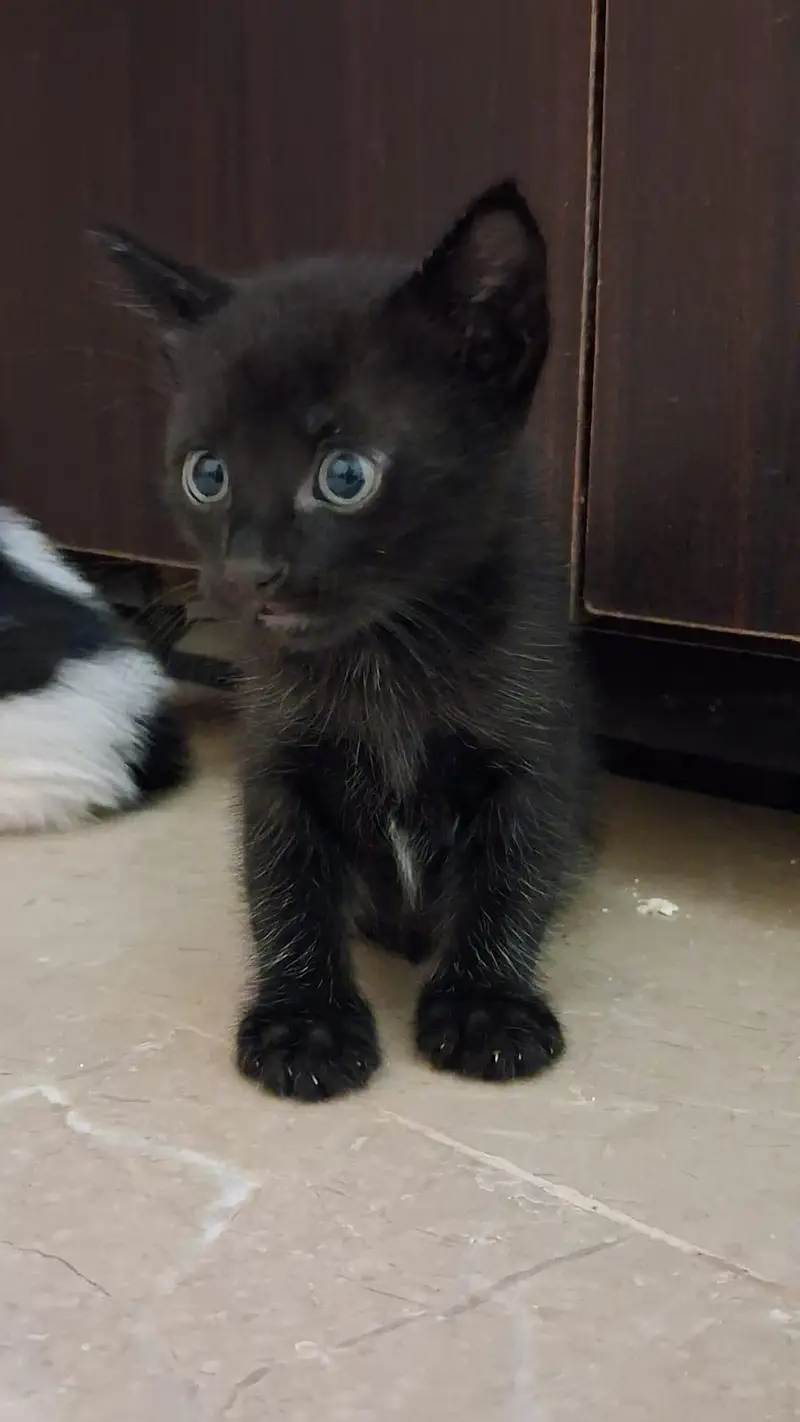Kittens for Sell — photo 11