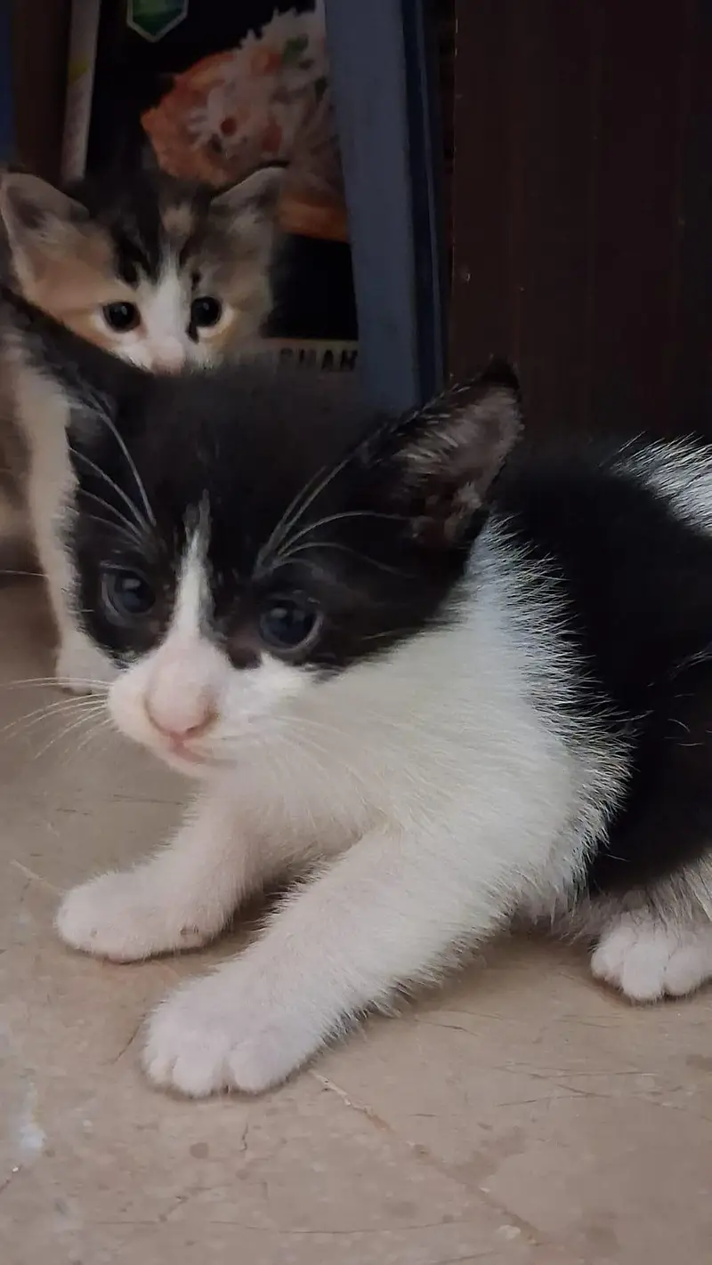 Kittens for Sell — photo 12